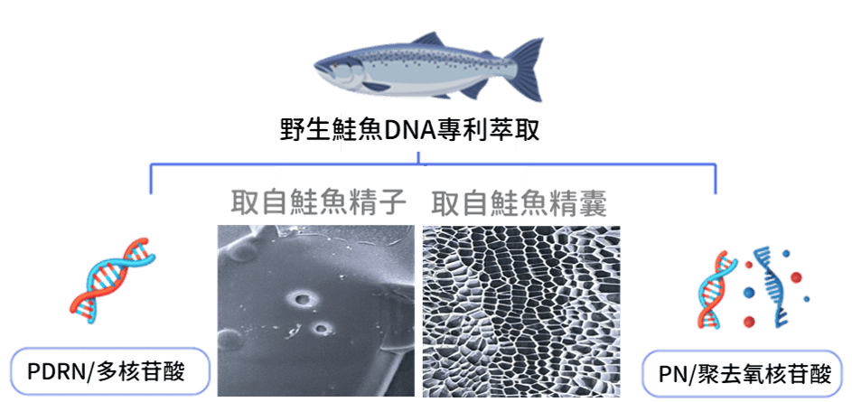 膠原蛋白會隨著時間流失_舒顏萃(俗稱童顏針)