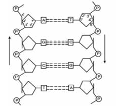 PDRN Polydeoxyribonucleotide 聚去氧核苷酸結構