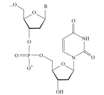 PN Polynucleotide 多核苷酸結構