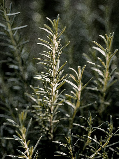 TAMZ Signature 香水洗髮水 500ml 000MAY 五月香水 - Beautitu.com