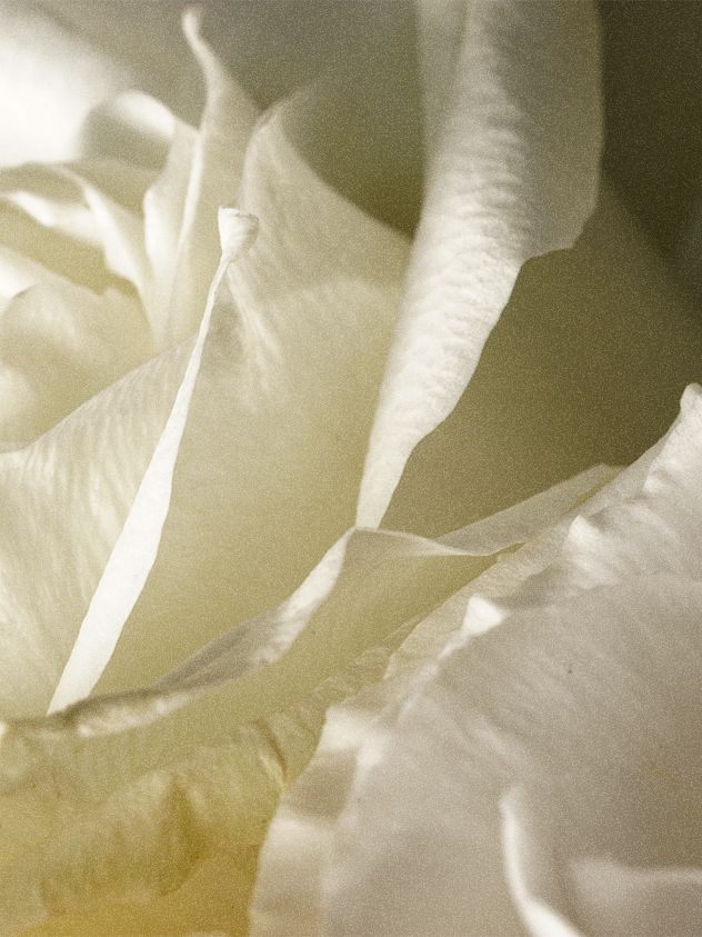 TAMZ Signature 沙龍級香水護髮素 500ml 000MAY - Beautitu.com